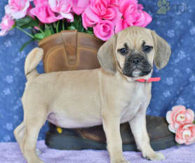 Puggle price hotsell