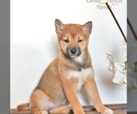 Shiba inu greenfield sales