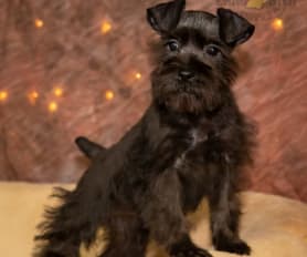 Pannell's akc miniature schnauzer puppies cheap