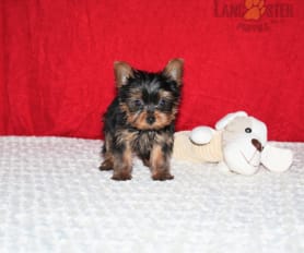 Teddy bear yorkie for sale near me cheap