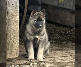 Elkhound kennels clearance