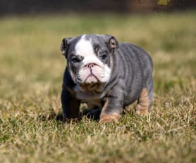 Merle bulldog for sale hotsell
