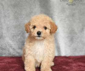 Forest ridge cheap toy poodles