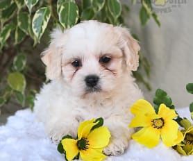 Teddy puppies for sale near me online