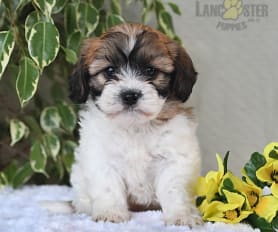 Teddy bear pugs for sale online