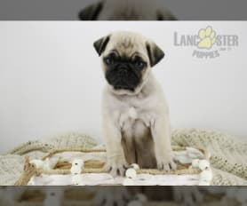 Sally teacup pugs store
