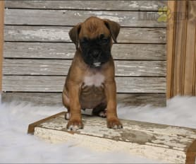 miniature boxer puppies for sale
