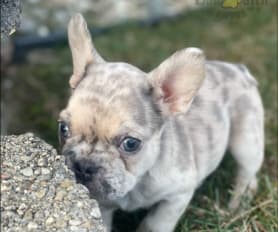 67551 Lancaster Puppies