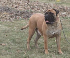 King bullmastiff sales
