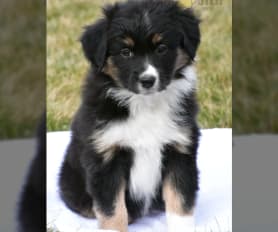 Mini australian sale shepherd puppies craigslist