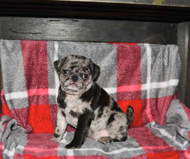 Merle hot sale pug stud
