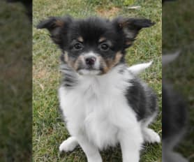Papillon Puppies for Sale Lancaster Puppies