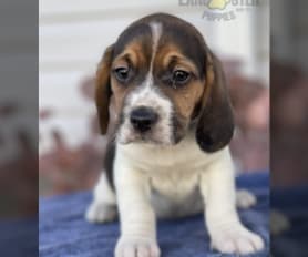 Pocket beagles for sale near hot sale me