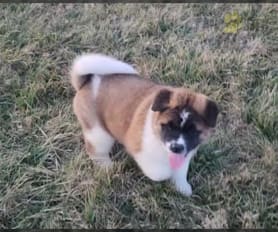 Akita Puppies for Sale Lancaster Puppies