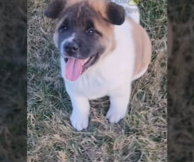 Akc akita puppies for sale top