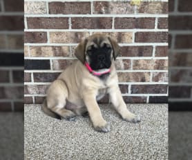 12 week old english mastiff cheap
