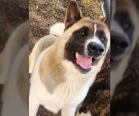 Akc akita puppies for sale hotsell