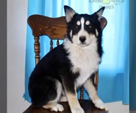 Merle husky for sale top