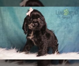 Kc registered cocker spaniel puppies for sale on sale