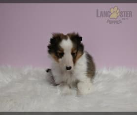 Miniature sheltie puppies outlet