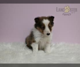 Blue merle sheltie puppies for sale near me clearance