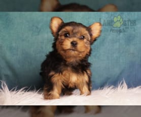 Yorkie puppy for sale cheap