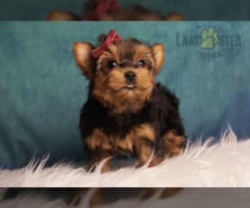 Yorkshire Terrier Puppies for Sale Lancaster Puppies