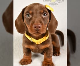 Millers miniature dachshunds sales
