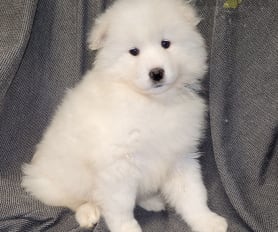 Samoyed litter size sale