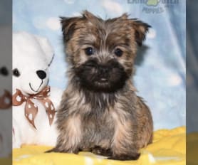 Akc cairn terrier puppies for sale hotsell