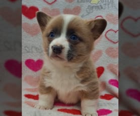 Puppyfind reddit discount