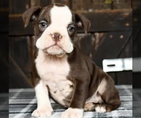 Olde English Bulldogge Puppies for Sale Lancaster Puppies