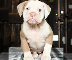 Ioeba registered puppies for sale outlet