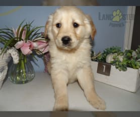 Merle 2025 golden retriever