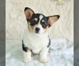 Welsh Corgi Pembroke Puppies for Sale Lancaster Puppies