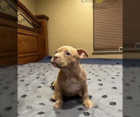 Blue nose bully for sale clearance
