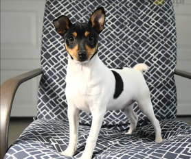 Toy fox terrier olx clearance