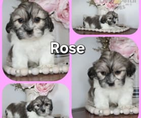 Shih tzu by elaine clearance