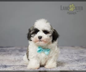 Havanese shih tzu mix puppies hotsell