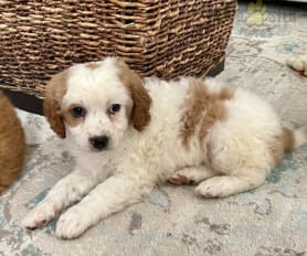 Puppies under 500 near me outlet