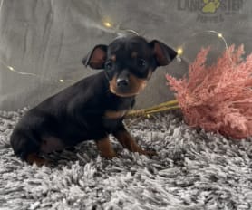 Akc miniature pinscher for sale shop