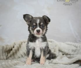 Black long haired chihuahua for sale sale