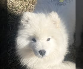 Samoyed hypoallergenic reddit hotsell