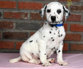 Akc dalmatian puppies for sale cheap