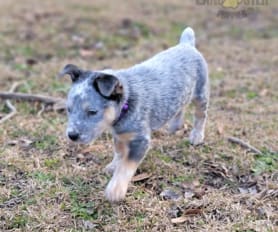 Australian shepherd blue heeler mix puppies for sale near me sales