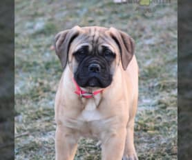 Akc bullmastiff puppies online