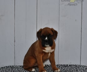 miniature boxer puppies for sale