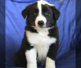 Champdogs border collie on sale puppies for sale
