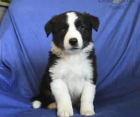 Champdogs border collie puppies for sale outlet