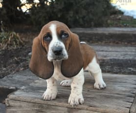 Mini basset hound for sale on sale